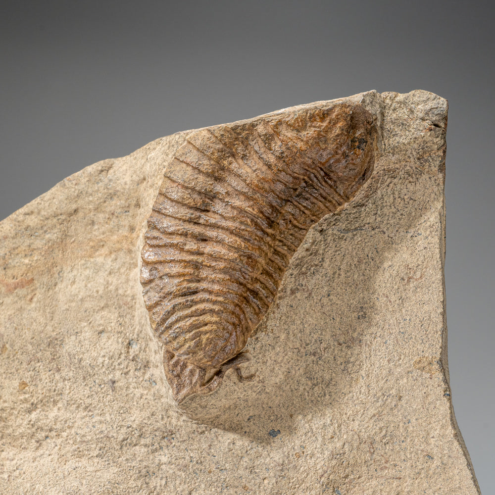 Genuine Cluster Trilobite (Ptychopariida) Fossil on Matrix