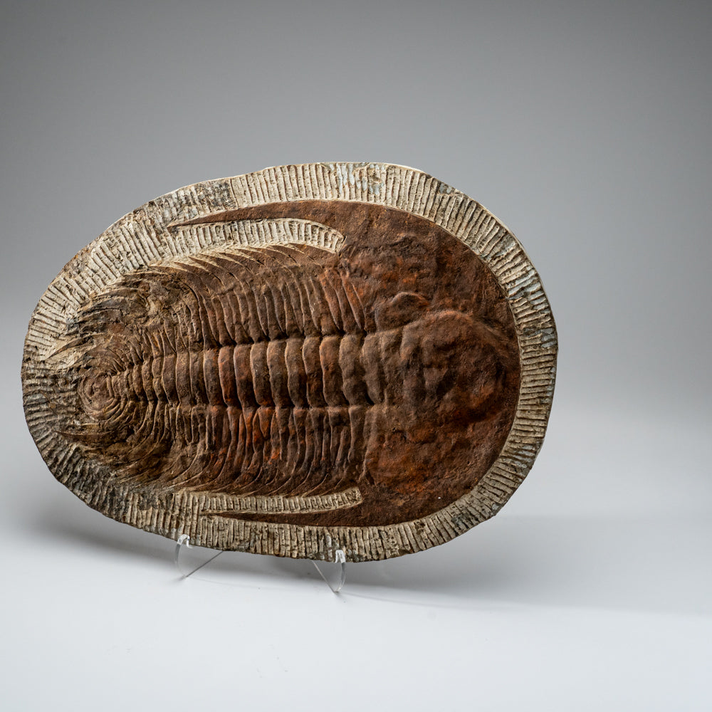 Genuine Trilobite (Ptychopariida) Fossil on Matrix (17 lbs)