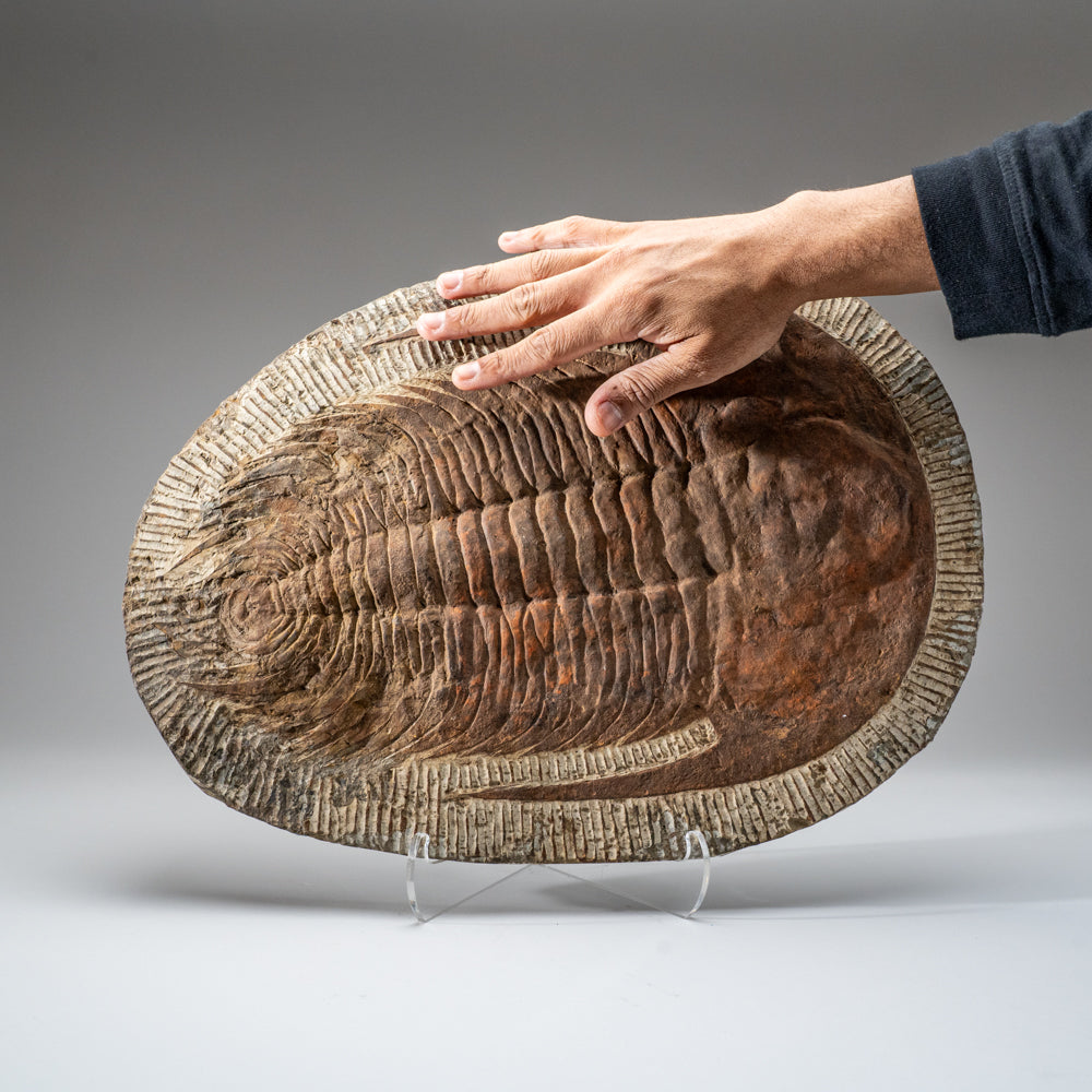 Genuine Trilobite (Ptychopariida) Fossil on Matrix (17 lbs)