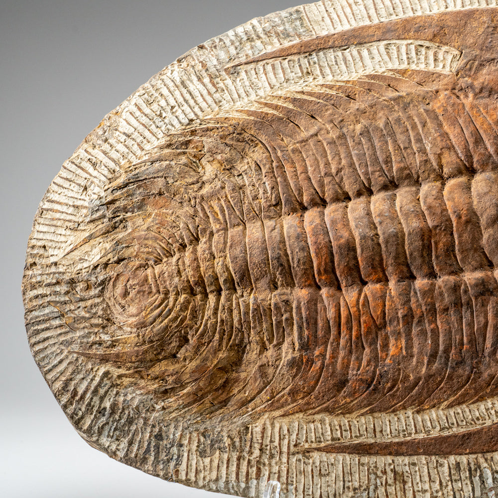 Genuine Trilobite (Ptychopariida) Fossil on Matrix (17 lbs)