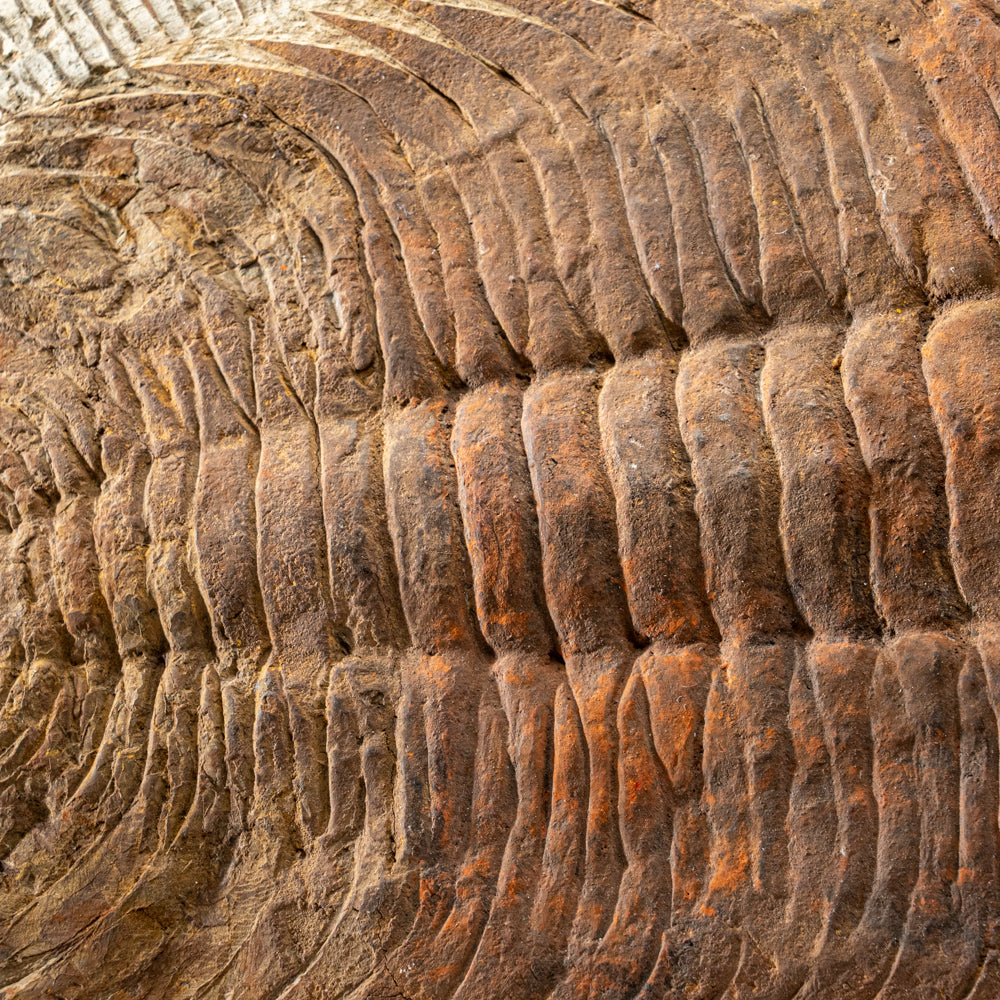 Genuine Trilobite (Ptychopariida) Fossil on Matrix (17 lbs)