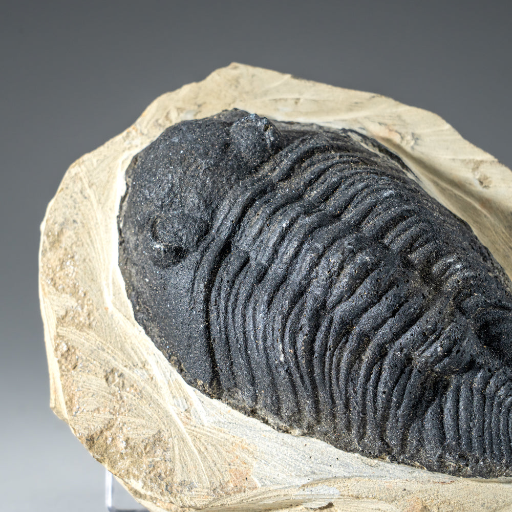 Genuine Single Metacanthina Issoumourensis Trilobite Fossil in Matrix (Large)