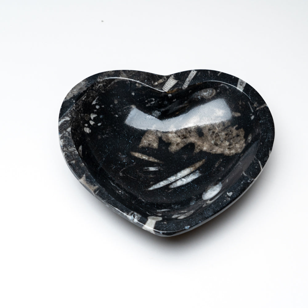 Genuine Polished Goniatite Fossil Heart Dish