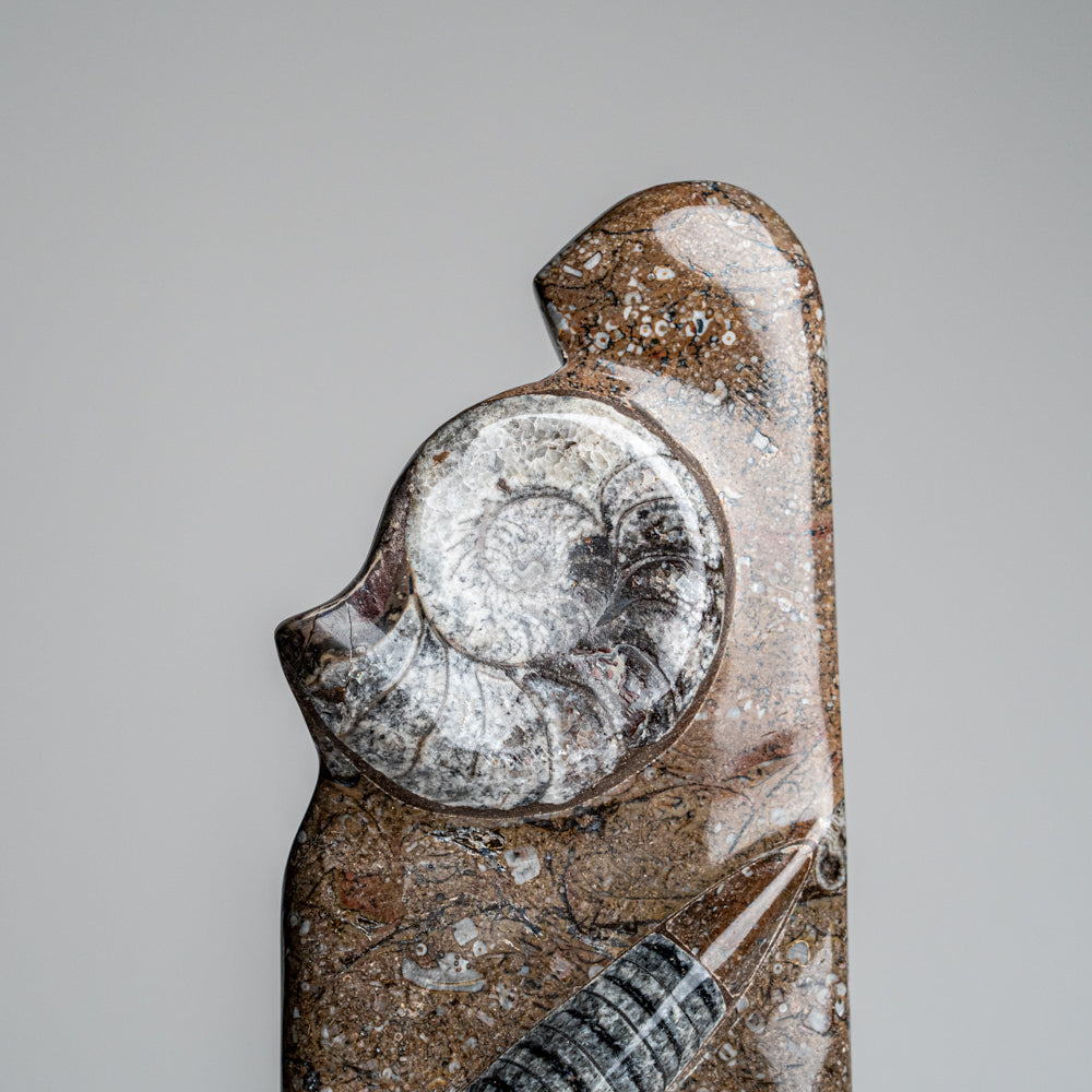 Genuine Polished Ammonite and Orthoceras Brown Statue (16")