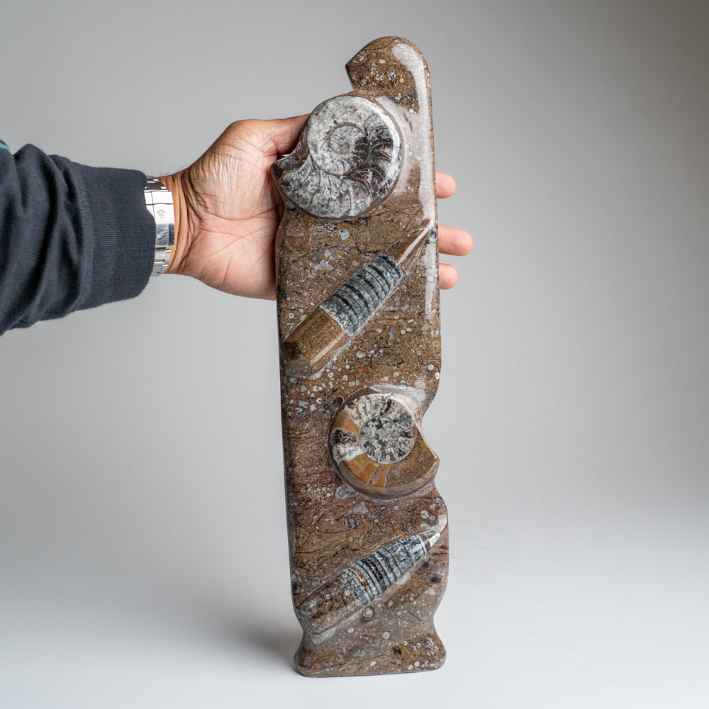 Genuine Polished Ammonite and Orthoceras Brown Statue (16")