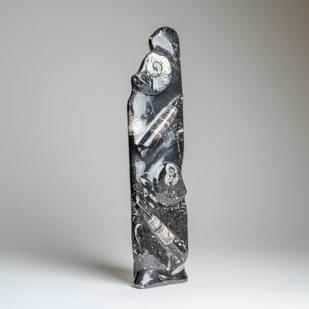 Genuine Polished Ammonite and Orthoceras Black Statue (16")