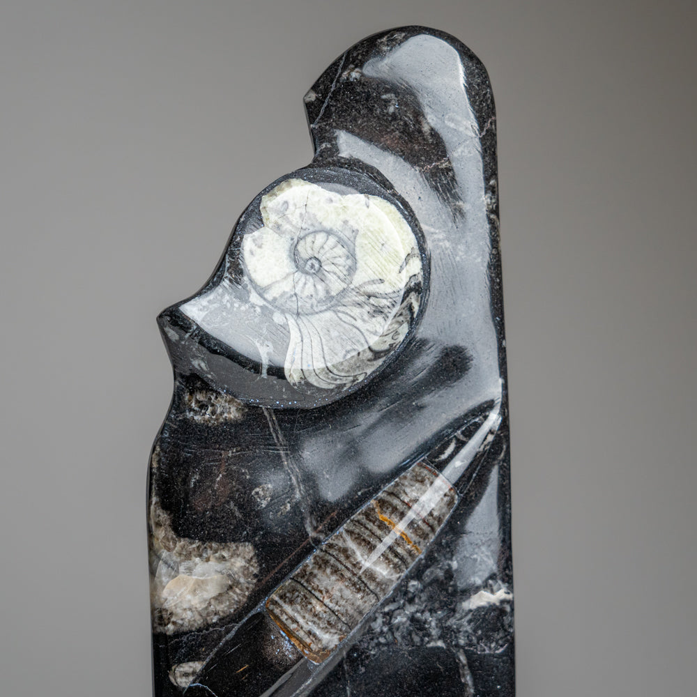 Genuine Polished Ammonite and Orthoceras Black Statue (16")