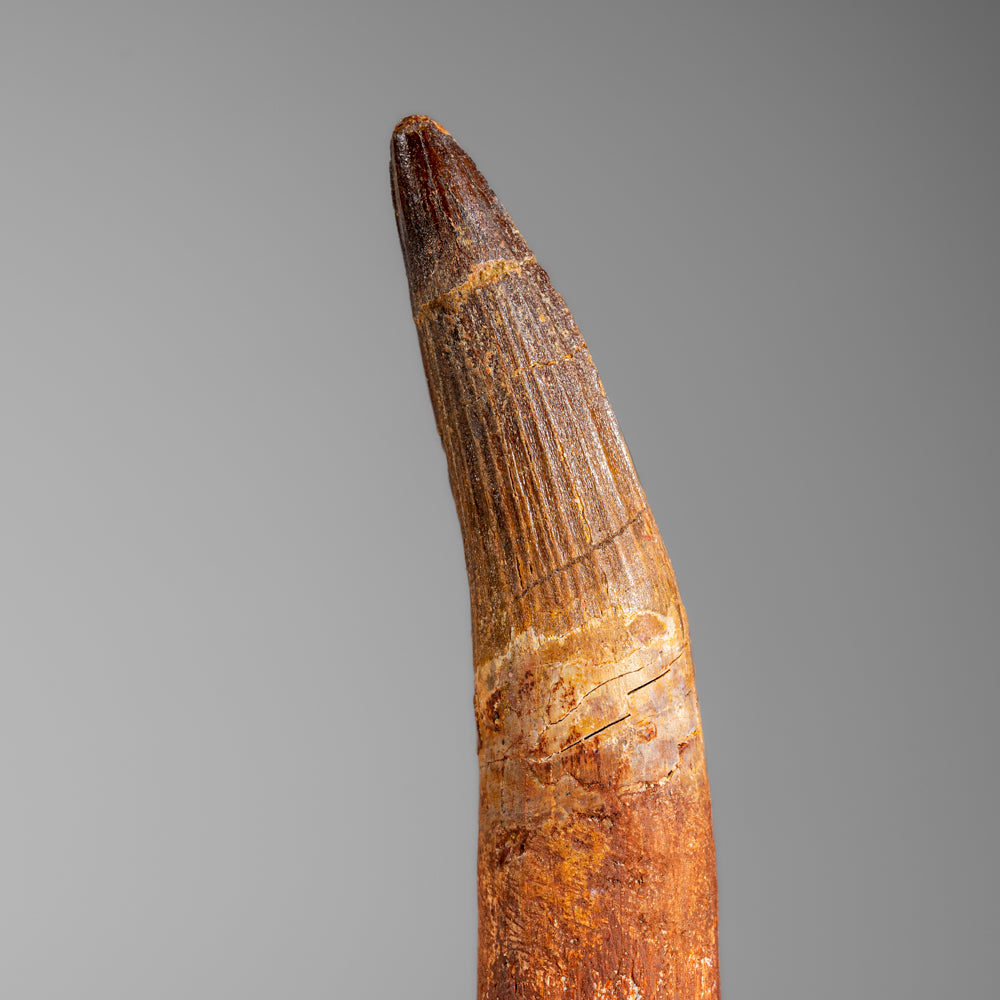 Genuine Mosasaurus Tooth in Display Case (57 grams)