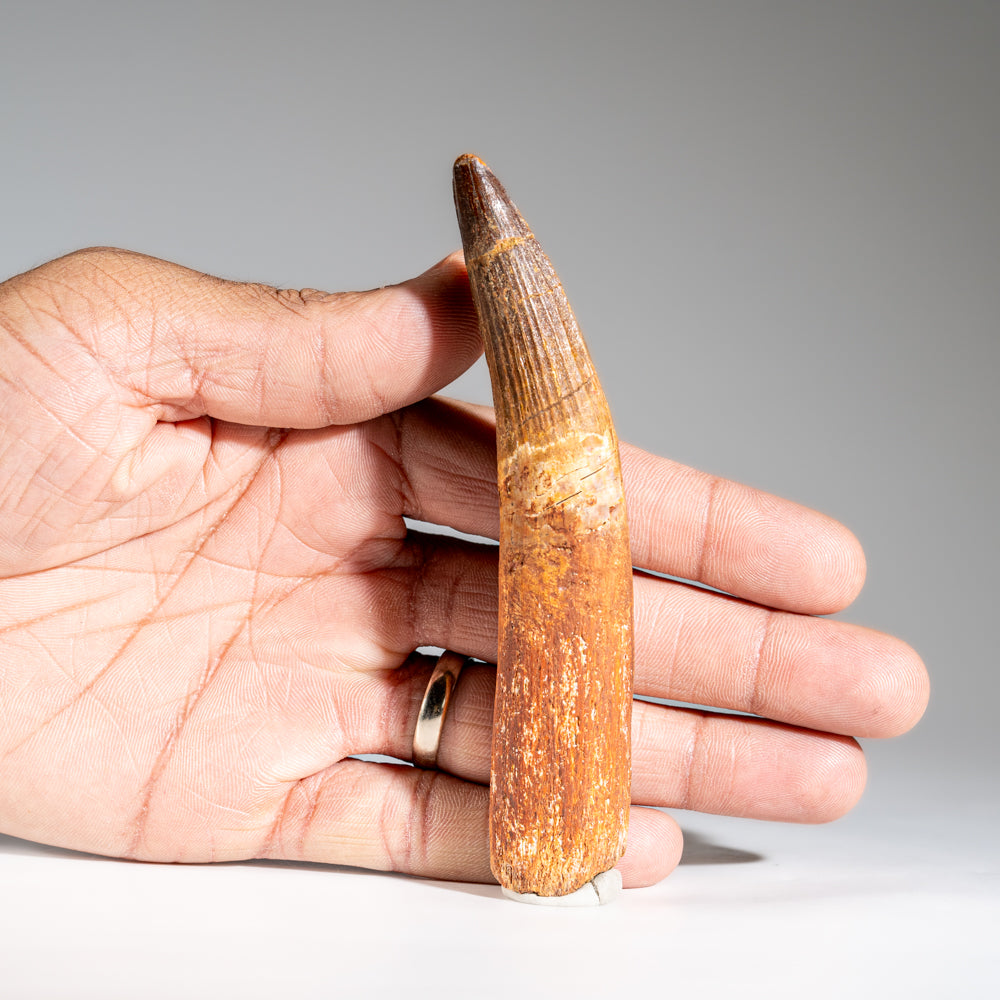 Genuine Mosasaurus Tooth in Display Case (57 grams)