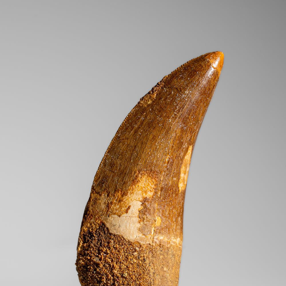 Genuine Natural Carcharodontosaurus Dinosaur Tooth (55 grams)