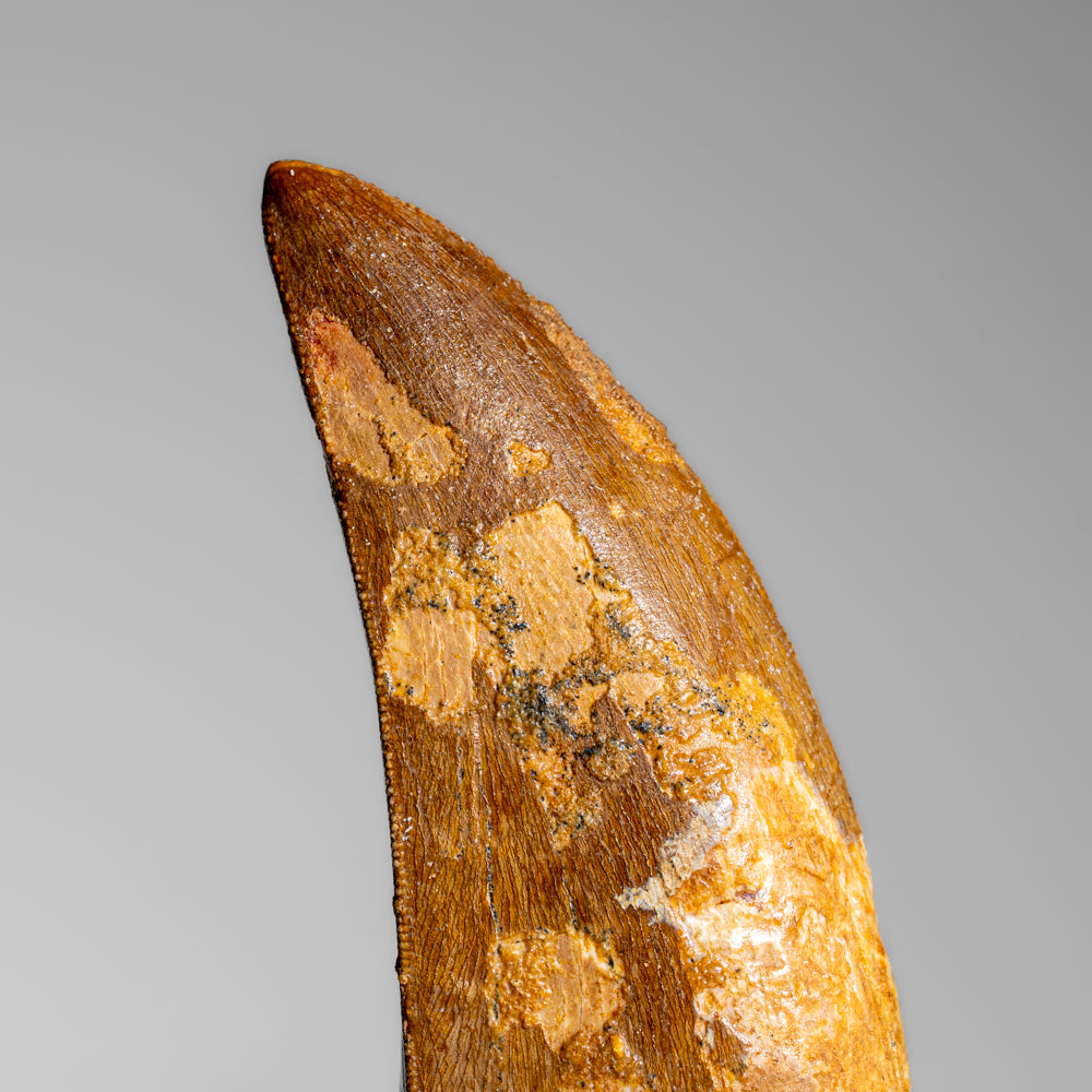 Genuine Natural Carcharodontosaurus Dinosaur Tooth (55 grams)