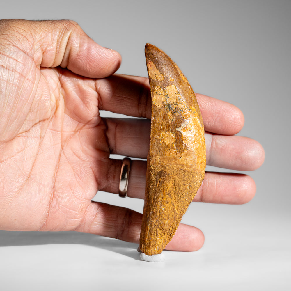 Genuine Natural Carcharodontosaurus Dinosaur Tooth (55 grams)