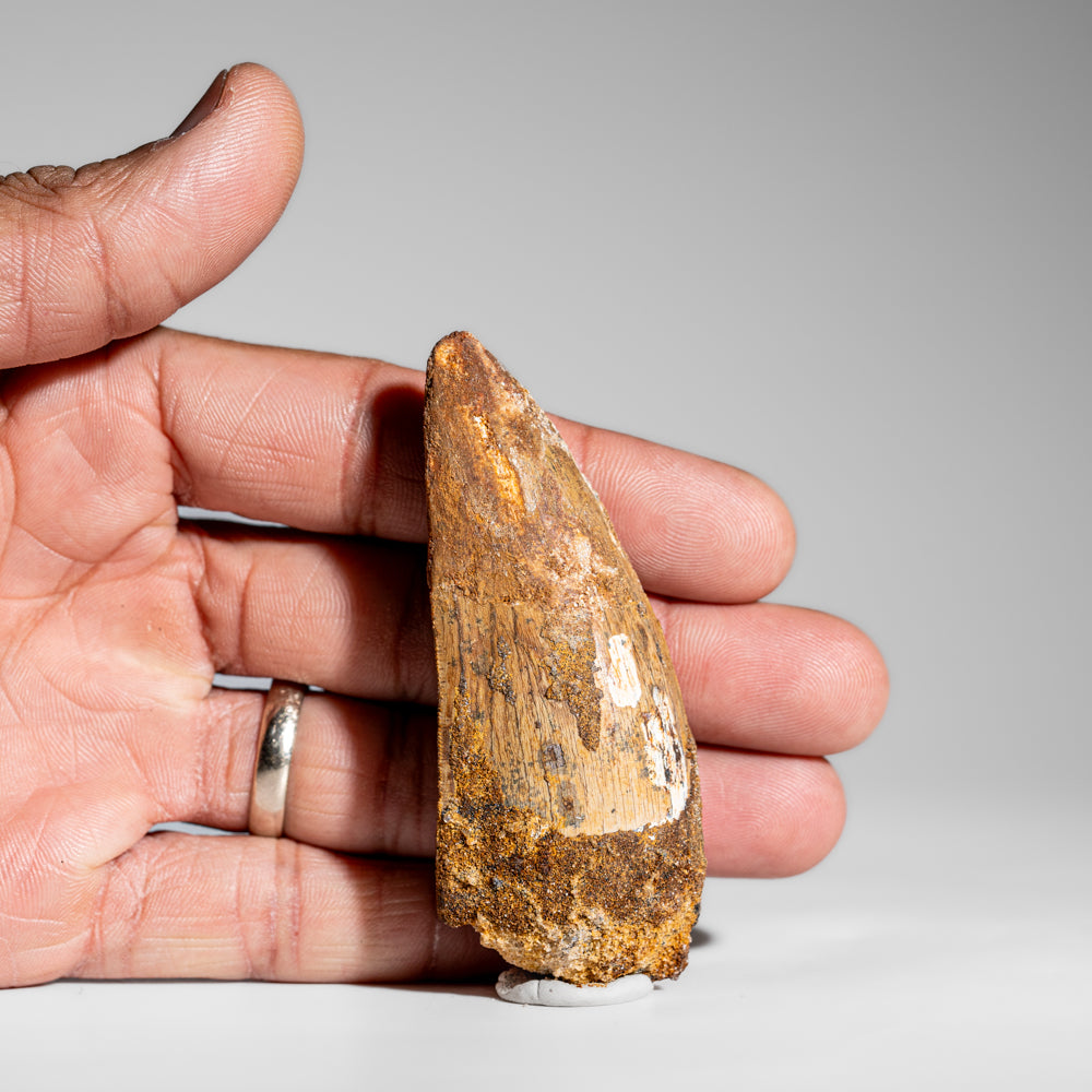 Genuine Mosasaurus Tooth in Display Case (24 grams)