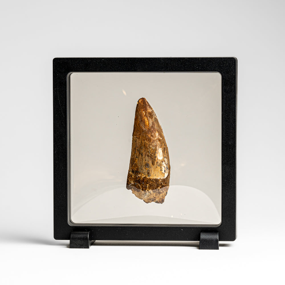 Genuine Mosasaurus Tooth in Display Case (24 grams)