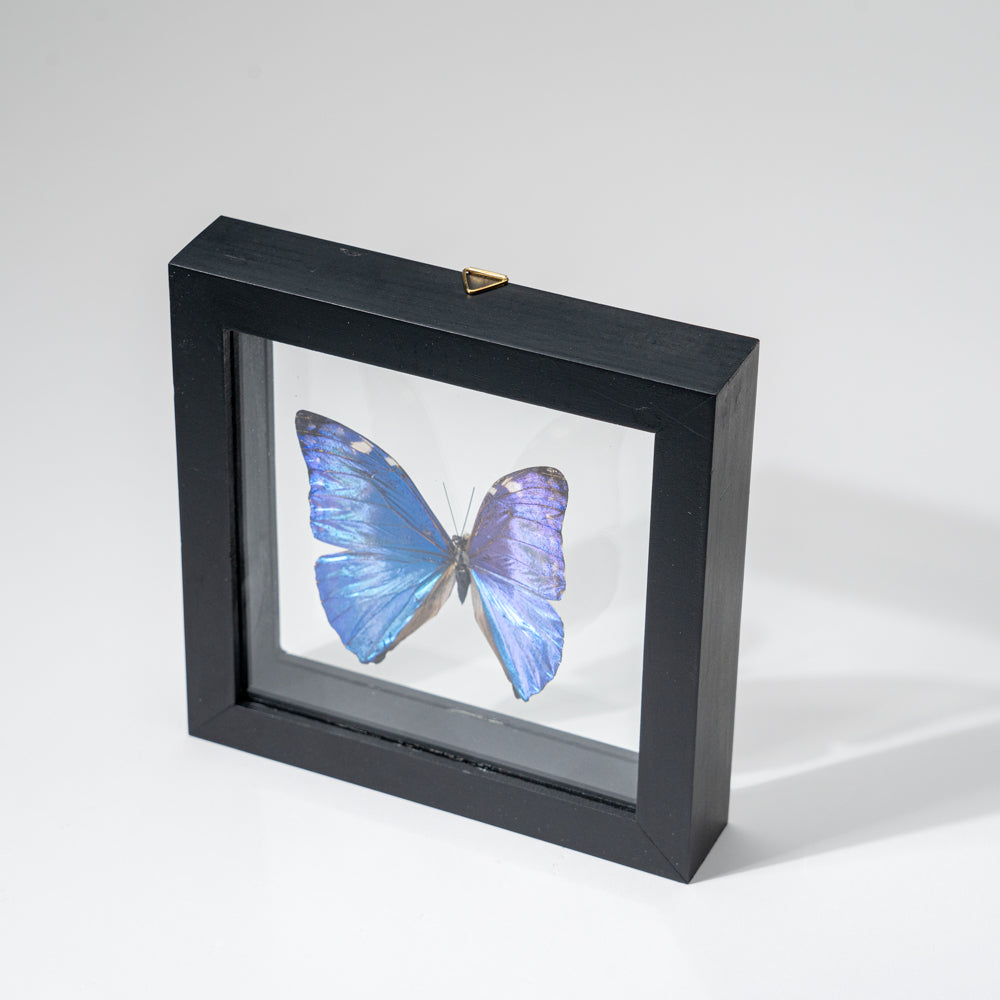 Genuine Single Morpho Marcus Butterfly in Black Display Frame