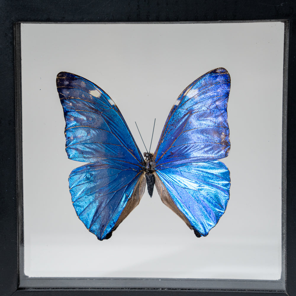 Genuine Single Morpho Marcus Butterfly in Black Display Frame