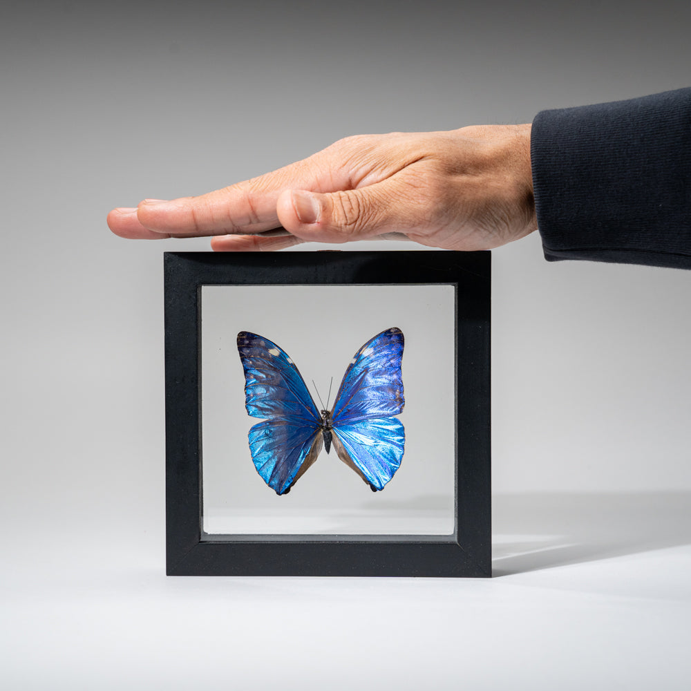 Genuine Single Morpho Marcus Butterfly in Black Display Frame