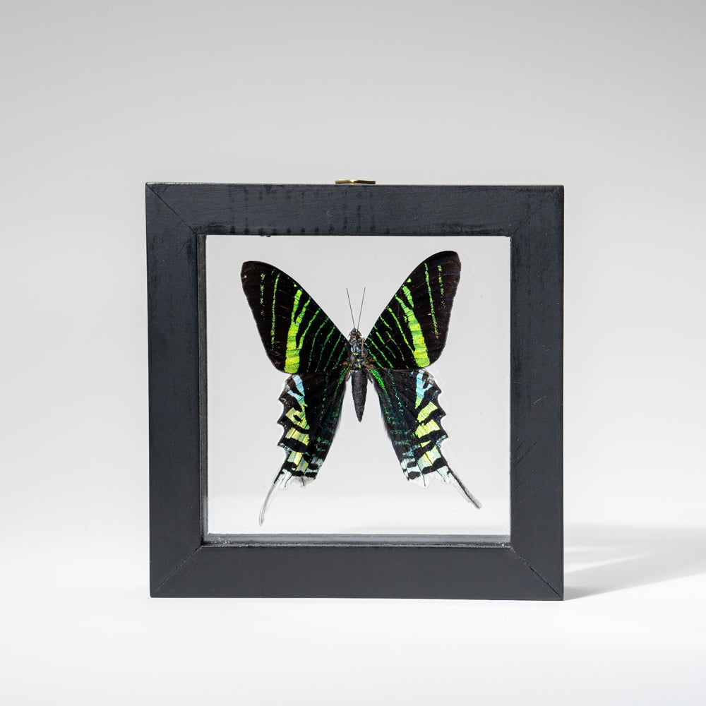 Single Genuine Urania Riphevs in Black Display Frame