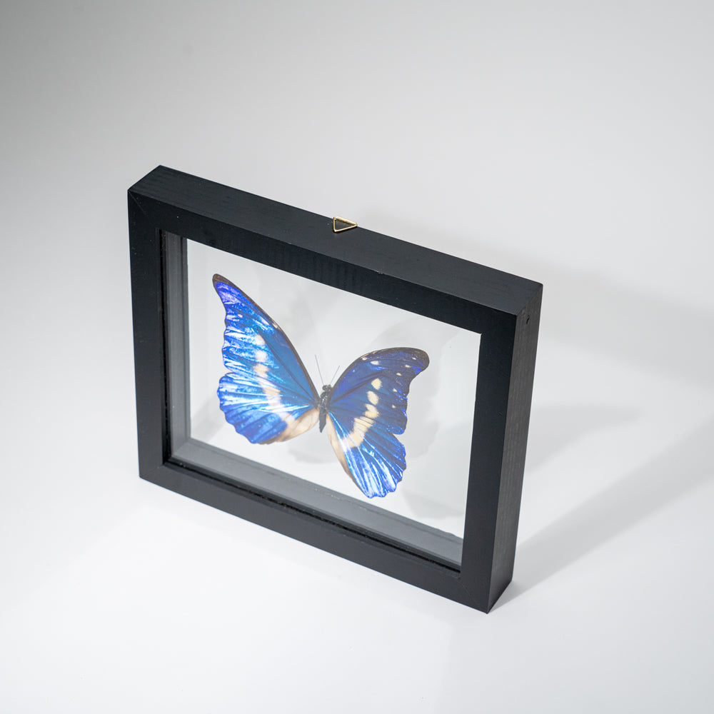 Genuine Single Morpho Helena Butterfly in Black Display Frame