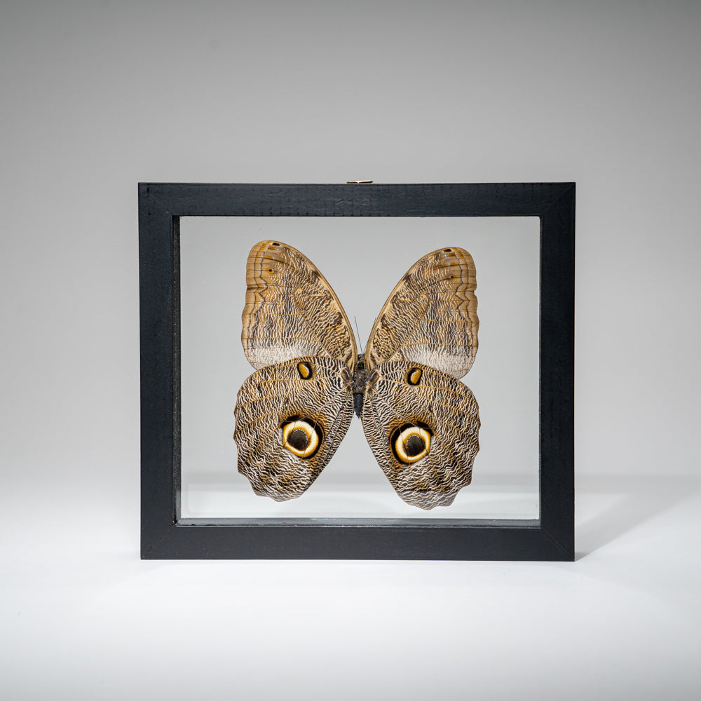 Genuine Single Caligo Eurilochus Butterfly in Black Display Frame