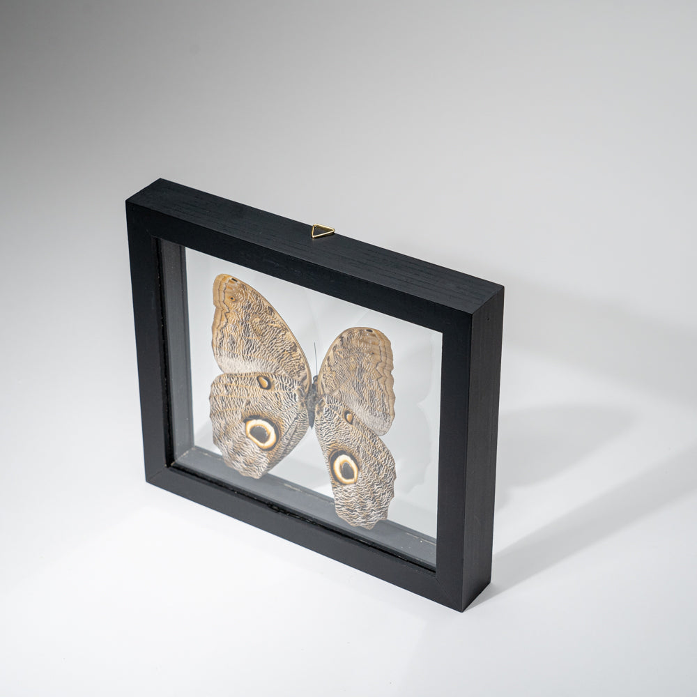 Genuine Single Caligo Eurilochus Butterfly in Black Display Frame