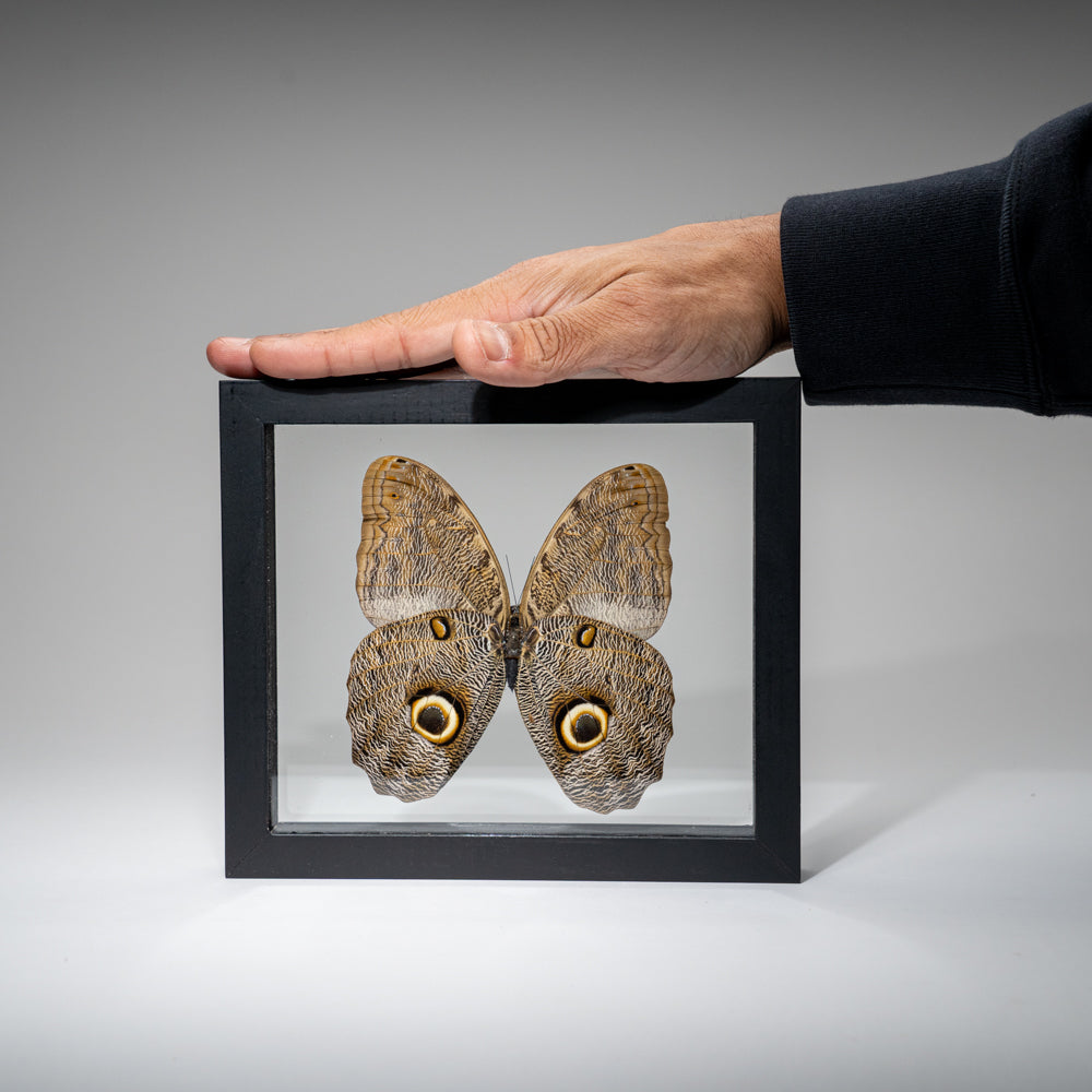 Genuine Single Caligo Eurilochus Butterfly in Black Display Frame