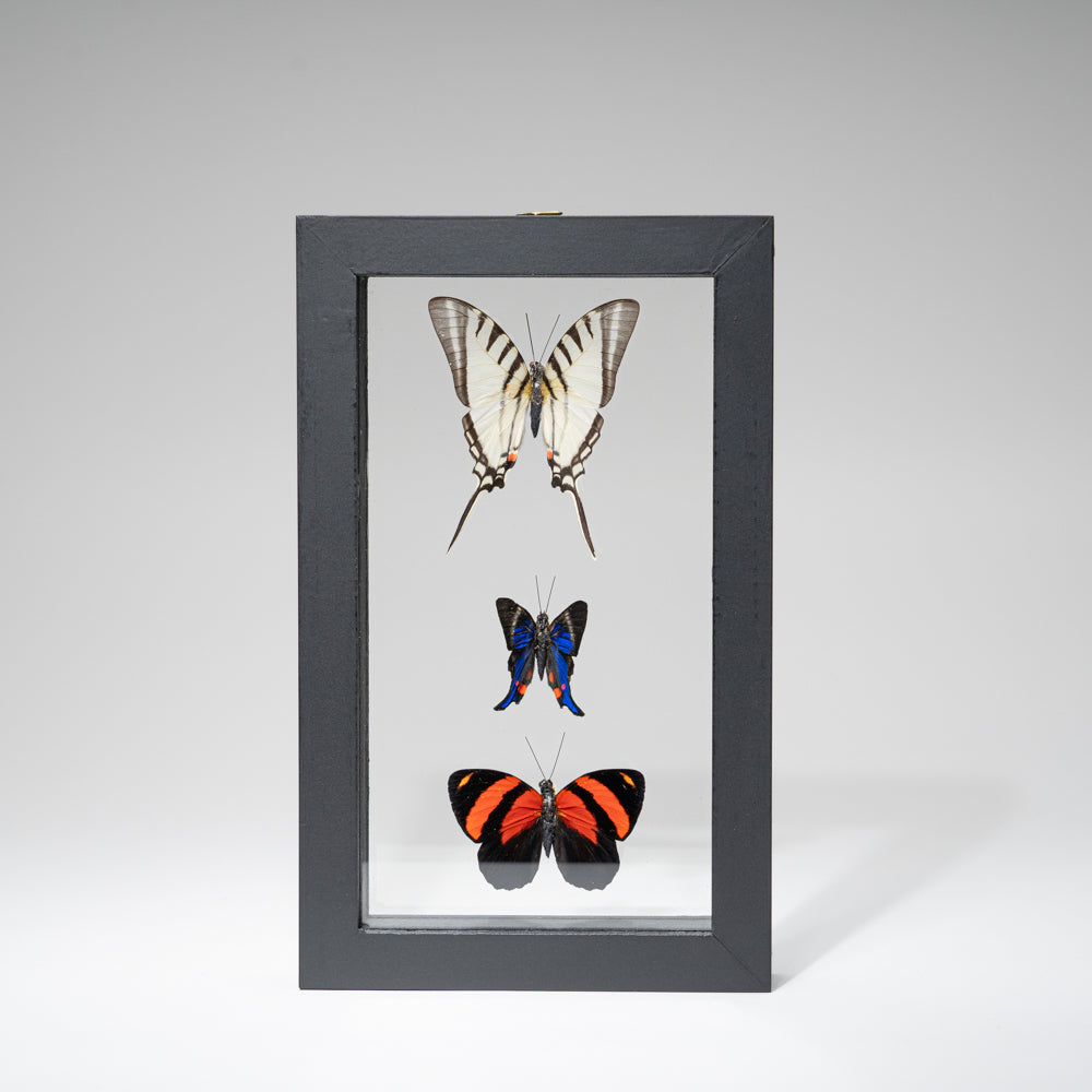 Three Genuine Butterflies in Black Display Frame