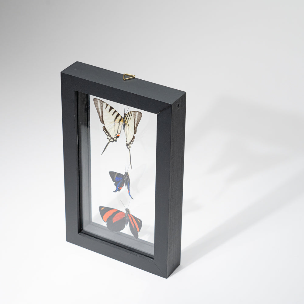 Three Genuine Butterflies in Black Display Frame