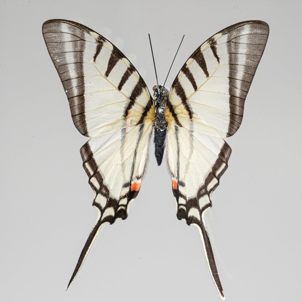 Three Genuine Butterflies in Black Display Frame