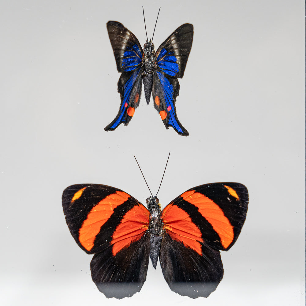 Three Genuine Butterflies in Black Display Frame