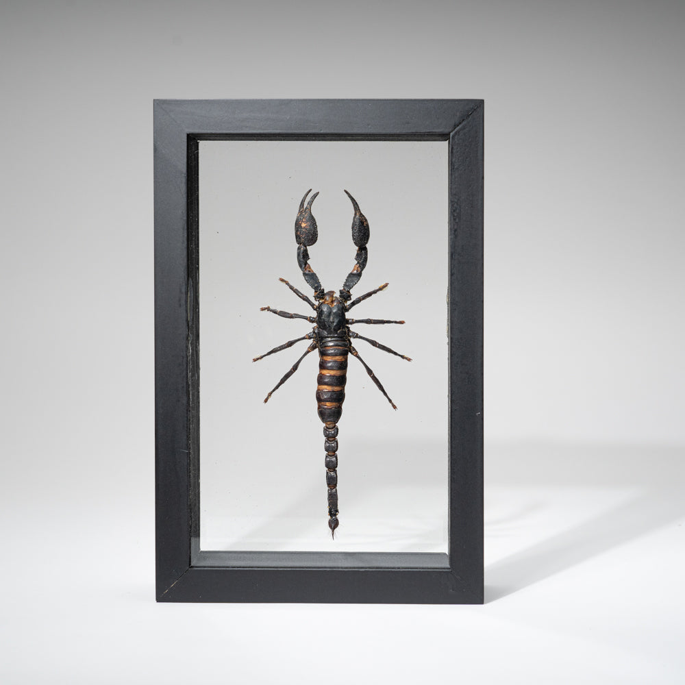 Genuine Single Heterometrus Laoticus in Black Display Frame