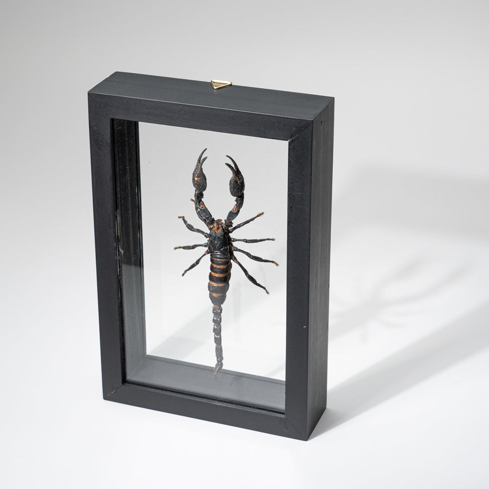 Genuine Single Heterometrus Laoticus in Black Display Frame