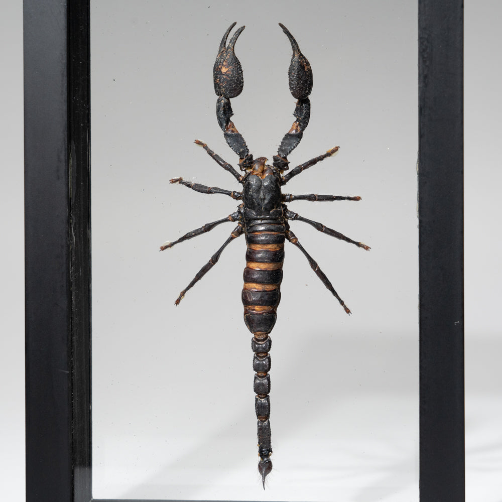 Genuine Single Heterometrus Laoticus in Black Display Frame