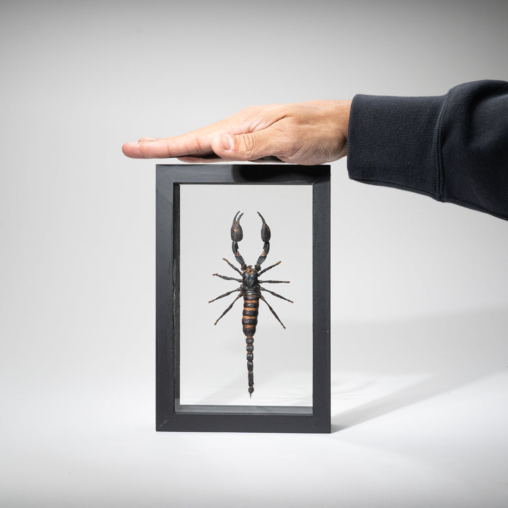 Genuine Single Heterometrus Laoticus in Black Display Frame