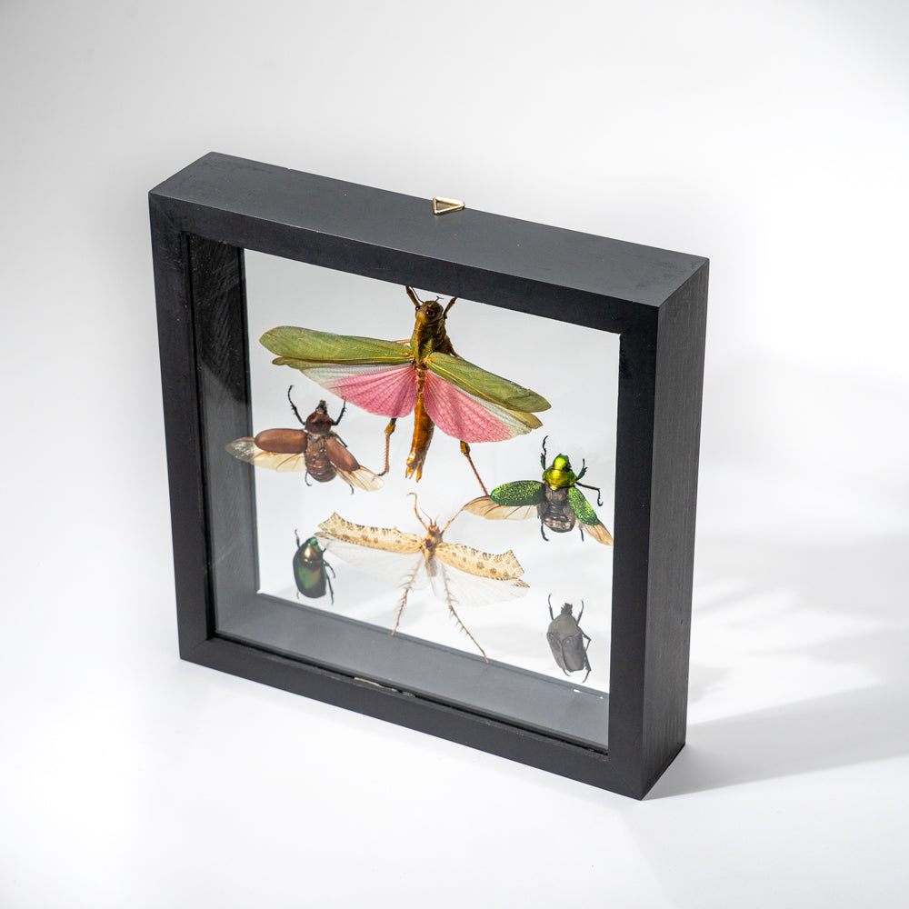 6 Genuine Insects in Display Frame