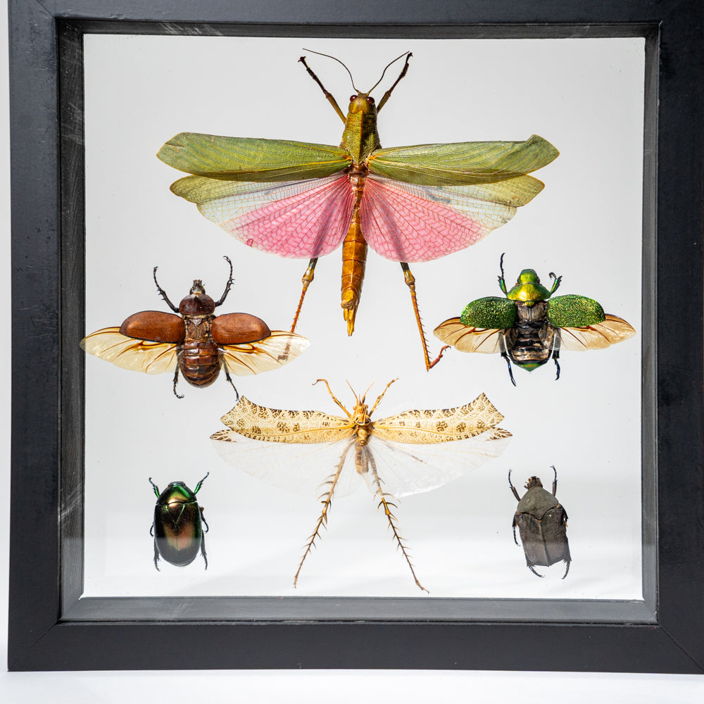 6 Genuine Insects in Display Frame