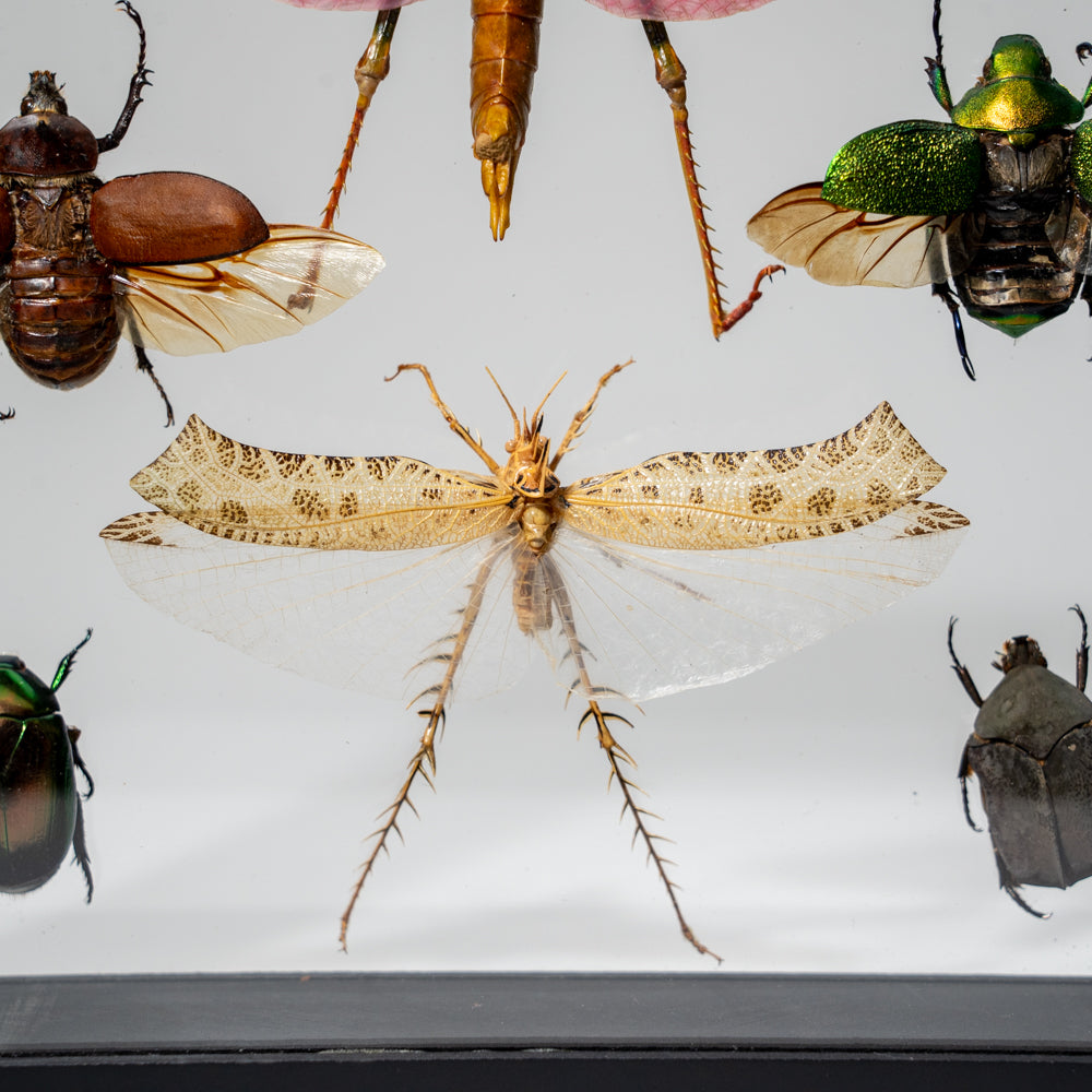 6 Genuine Insects in Display Frame