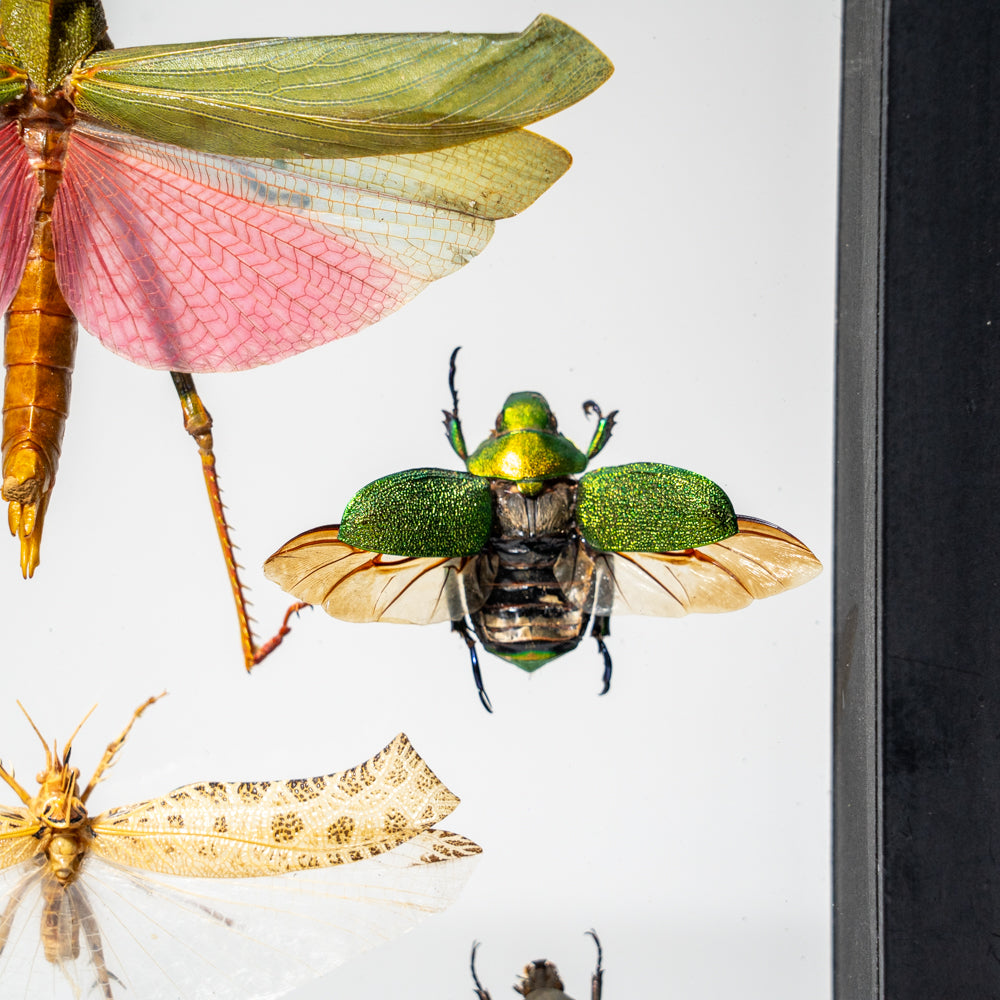 6 Genuine Insects in Display Frame