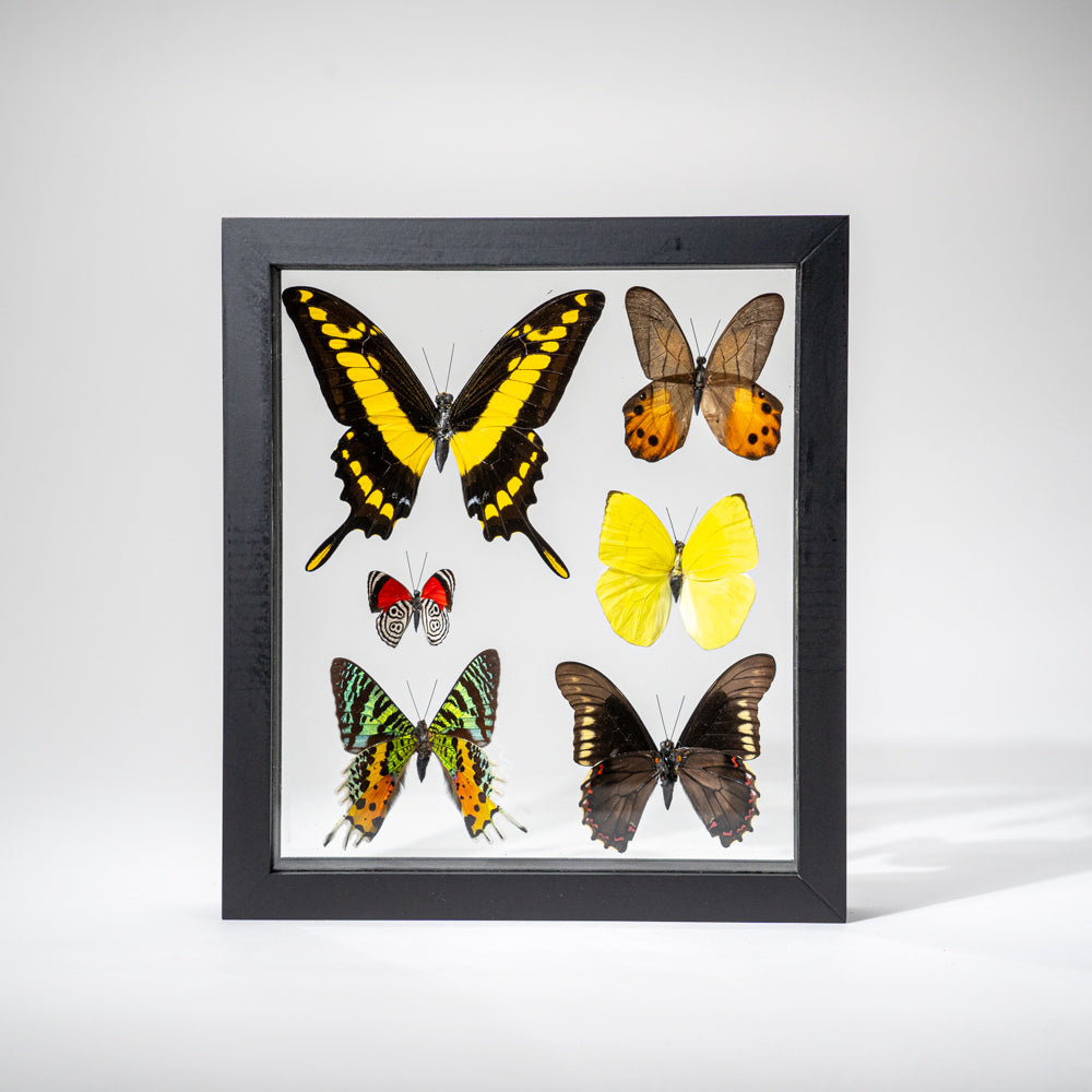 6 Genuine Butterflies in Black Display Frame