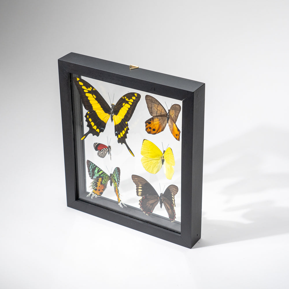 6 Genuine Butterflies in Black Display Frame