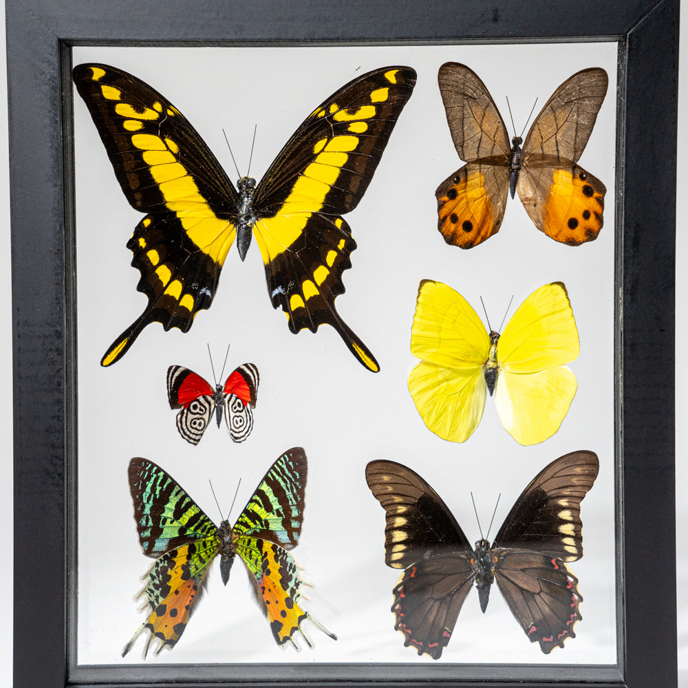 6 Genuine Butterflies in Black Display Frame