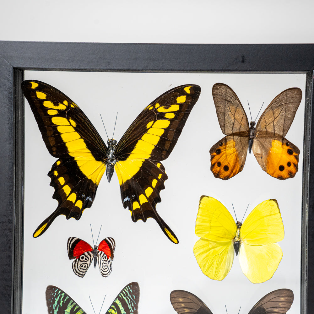 6 Genuine Butterflies in Black Display Frame