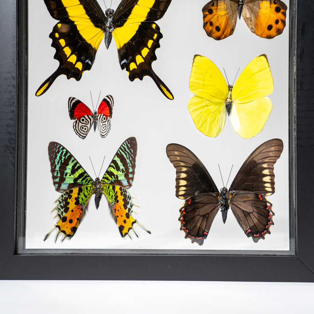 6 Genuine Butterflies in Black Display Frame