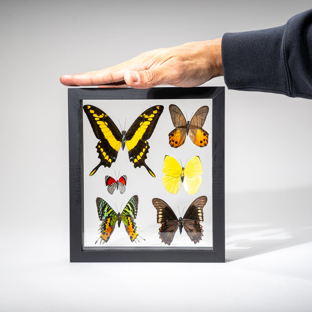 6 Genuine Butterflies in Black Display Frame