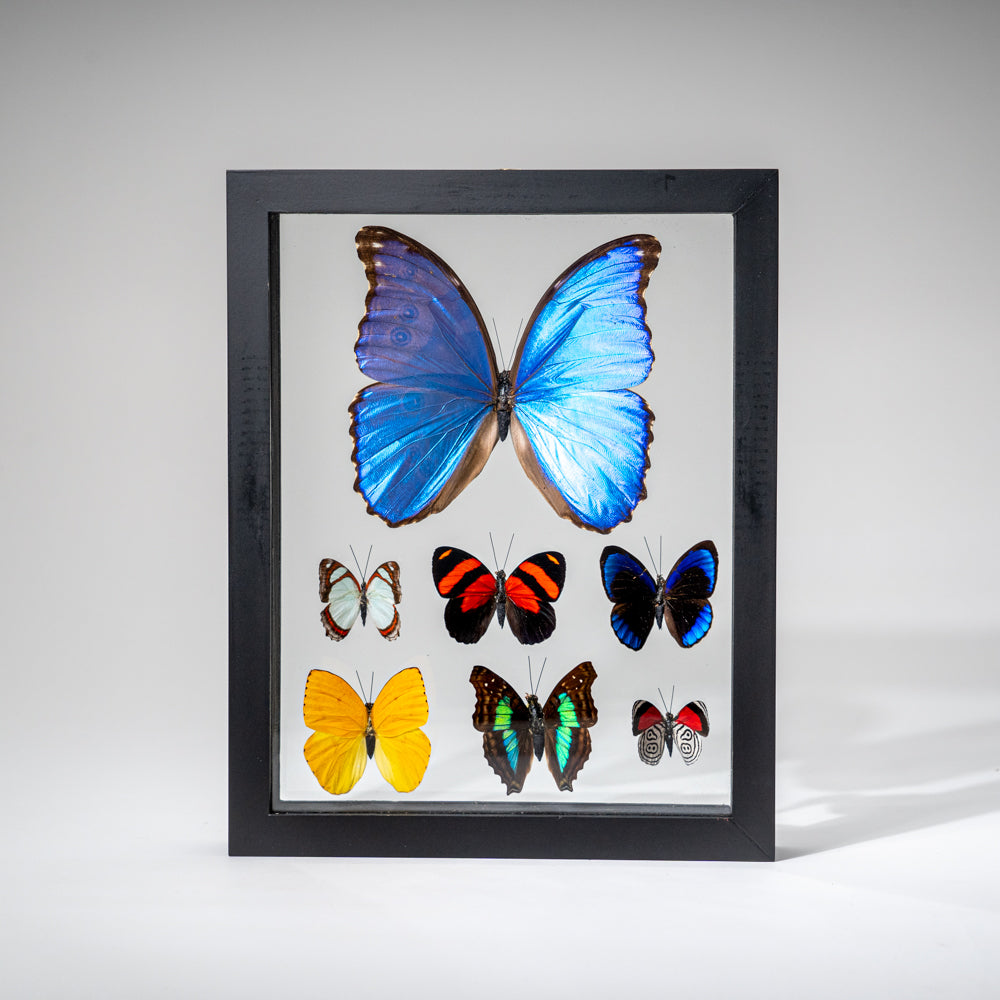 7 Genuine Butterflies in Black Display Frame