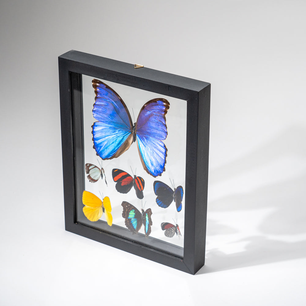 7 Genuine Butterflies in Black Display Frame