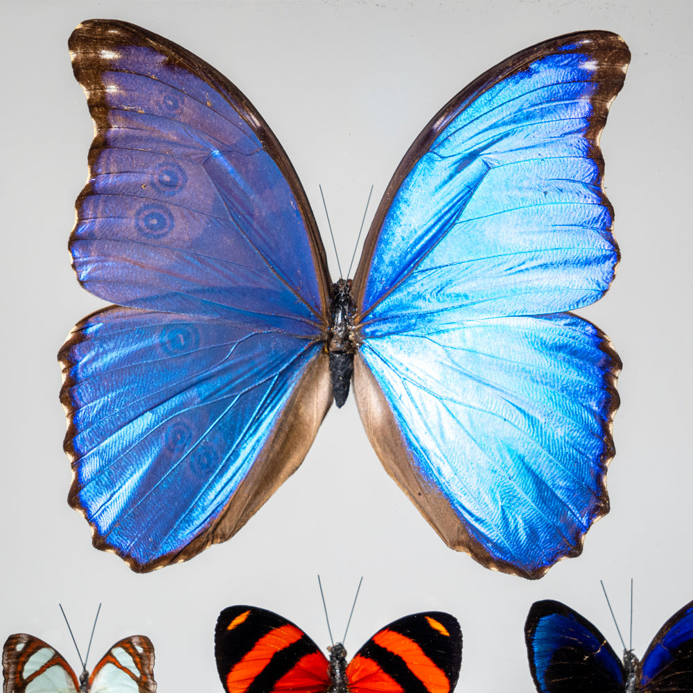 7 Genuine Butterflies in Black Display Frame