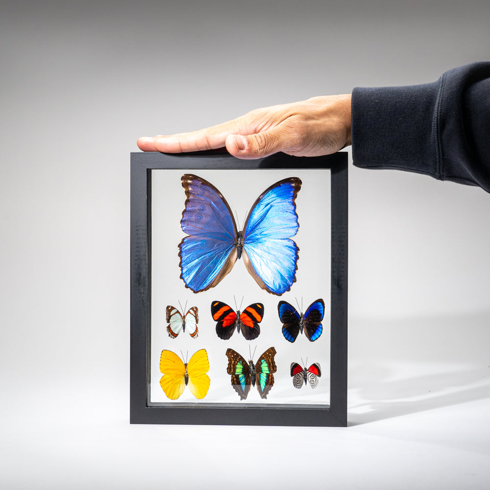 7 Genuine Butterflies in Black Display Frame