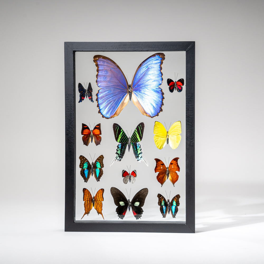 12 Genuine Butterflies in Black Display Frame