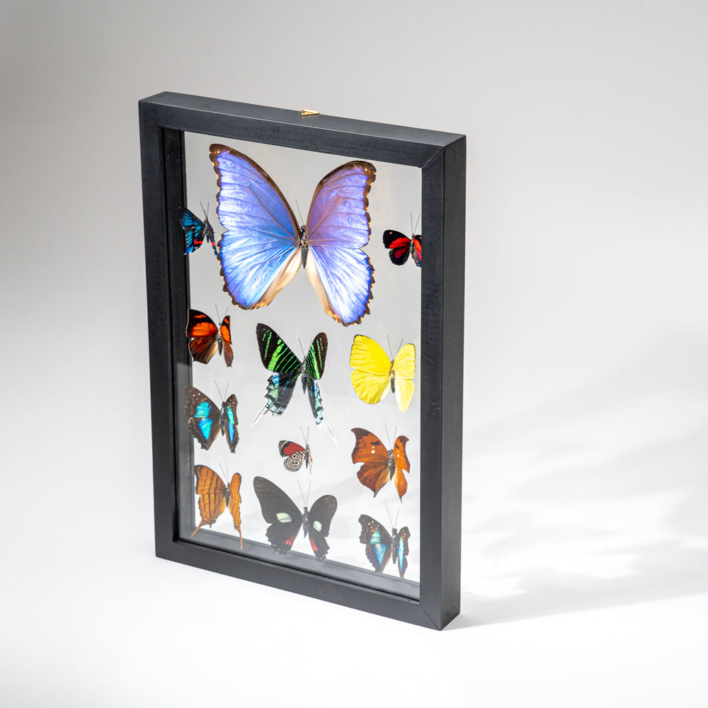 12 Genuine Butterflies in Black Display Frame